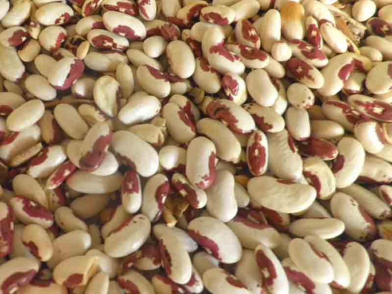 FAGIOLI COSARUCIARA - immagine 4