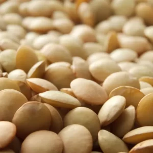 LENTICCHIA GIGANTE