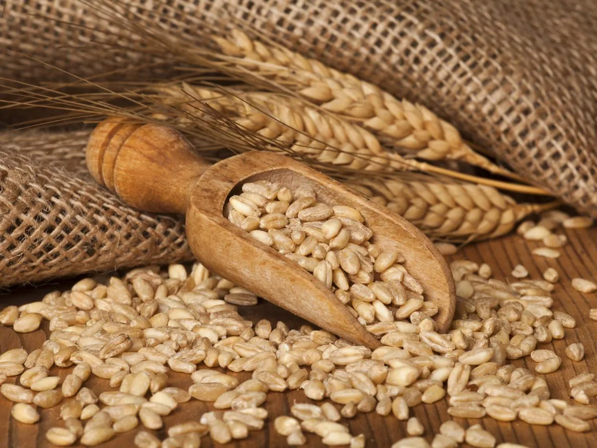ORZO PERLATO
