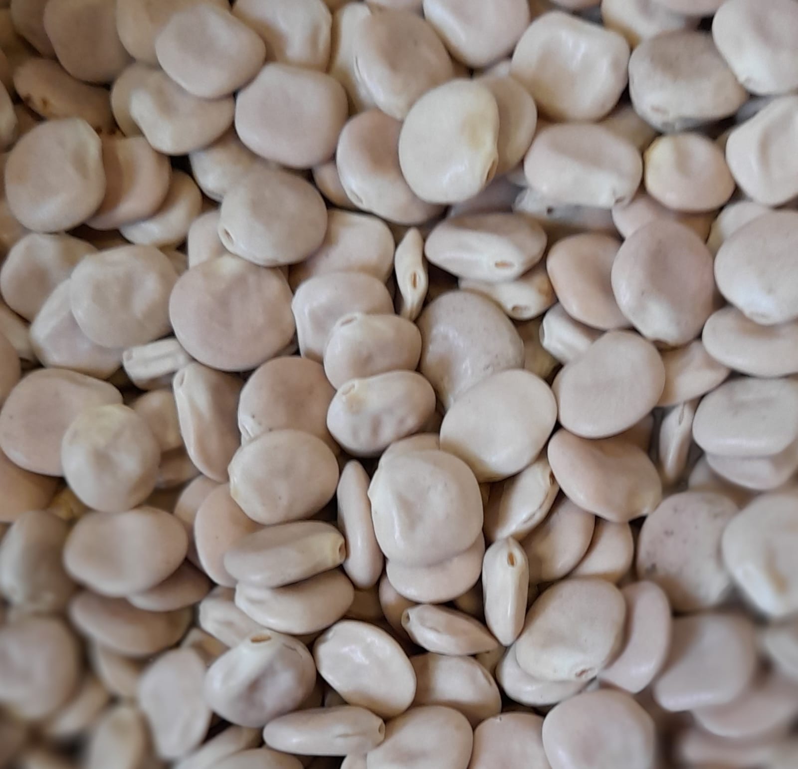 LUPINI SECCHI